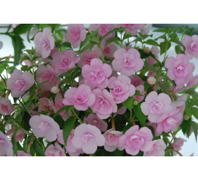 Ахіменес Дабл пінк роуз  (Ahimenes Double Pink Rose)